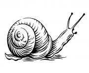 Coloriage escargot realiste par steven noble